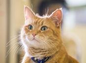 Muere famoso gato Bob, protagonista varias novelas