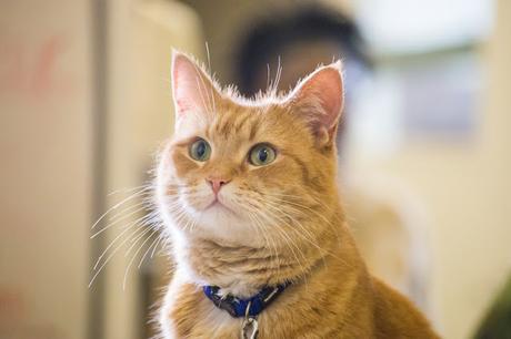 Muere el famoso gato Bob, protagonista de varias novelas