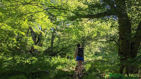 RUTA al TIATORDOS desde PENDONES, CASO Zona de bosque previa a la Majada del Pláganu