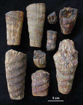 Descubren en Cabañeros, un 'raro fósil marino' de hace 465 millones de años