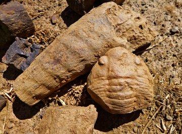 Descubren en Cabañeros, un 'raro fósil marino' de hace 465 millones de años