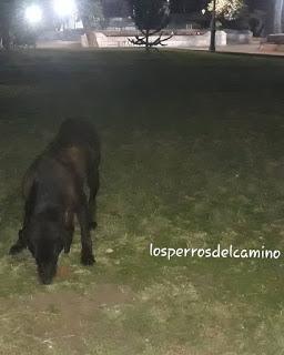 Los perros de la Plaza de Armas de Chillán