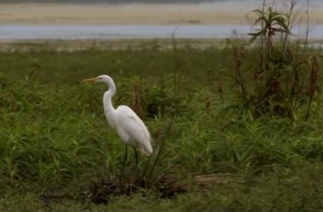 El paraíso natural de las aves en los Esteros de Iberá.