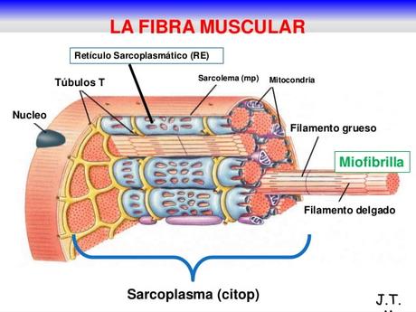 Qué es la hipertrofia muscular – Así es cómo se gana la masa muscular miofibrillas en fibra muscular