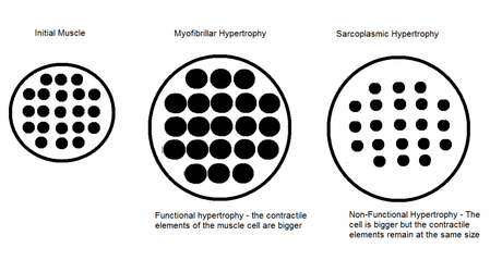 Qué es la hipertrofia muscular – Así es cómo se gana la masa muscular hipertrofia muscular