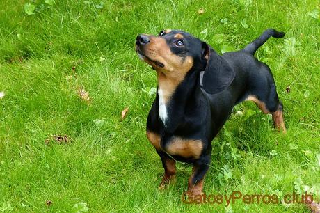 Nombres para perros salchichas originales