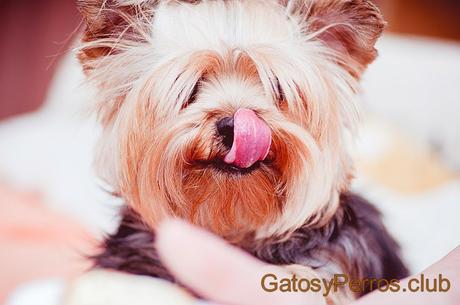 Nombres para Perros Yorkie o Yorkshire Terrier