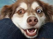 Nombres para Perros Manchas