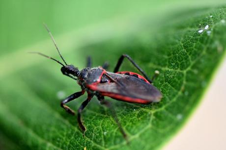 Los insectos más peligrosos del mundo