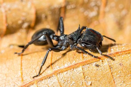 Los insectos más peligrosos del mundo