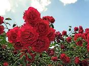 Festival rosas