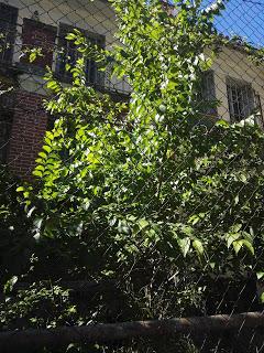 OPINIÓN DE EL POETA DE VELINTONIA DE EMILIO CALDERÓN