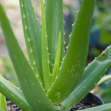 Aloe vera - succulent Australian Plants Online