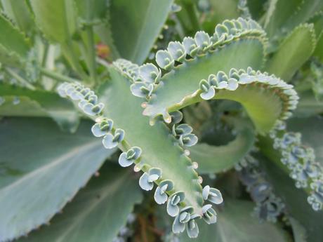 Qué son y cómo se cuidan los Kalanchoe?