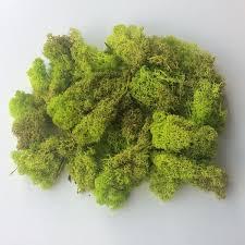 Sustratos. Definición y tipos. Sustratos para cactus y suculentas