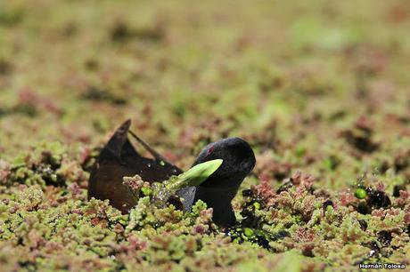 Pollona pintada alimentándose