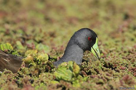 Pollona pintada alimentándose