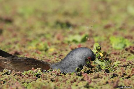 Pollona pintada alimentándose