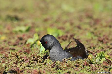 Pollona pintada alimentándose