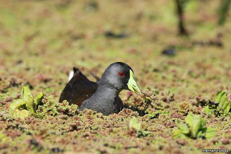 Pollona pintada alimentándose