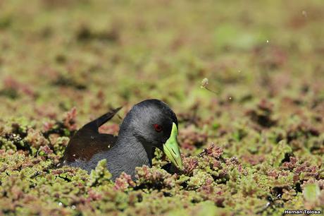 Pollona pintada alimentándose