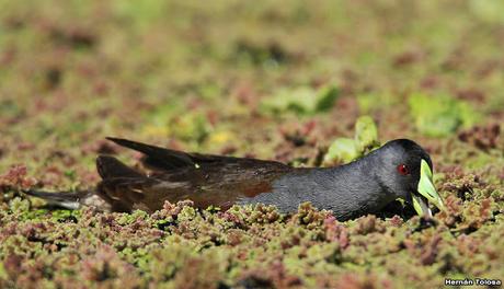 Pollona pintada alimentándose