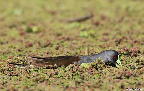 Pollona pintada alimentándose