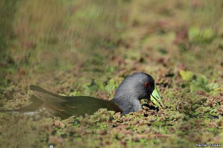 Pollona pintada alimentándose