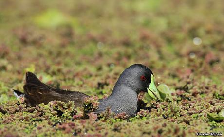 Pollona pintada alimentándose