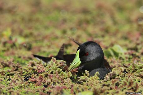 Pollona pintada alimentándose