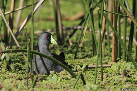 Pollona pintada alimentándose
