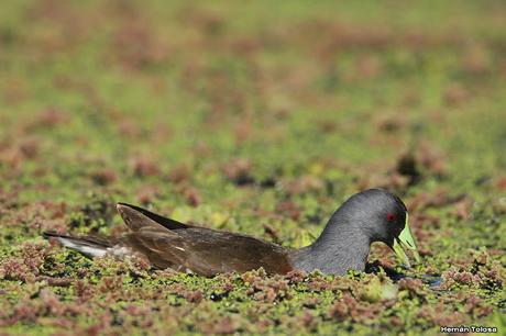 Pollona pintada alimentándose