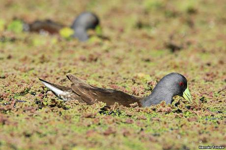 Pollona pintada alimentándose