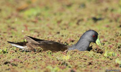 Pollona pintada alimentándose