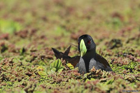Pollona pintada alimentándose