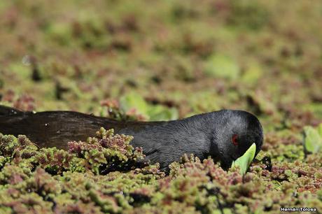 Pollona pintada alimentándose