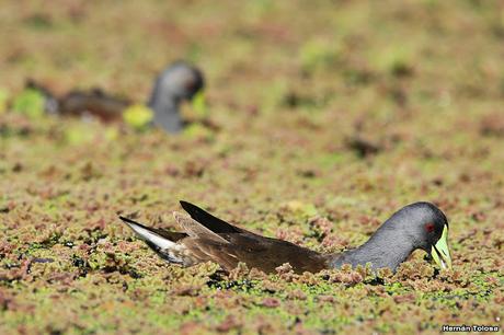 Pollona pintada alimentándose