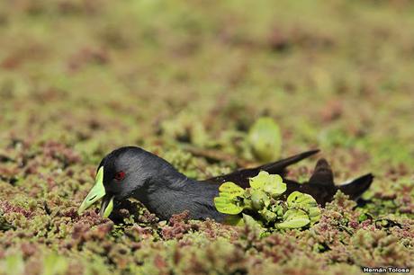 Pollona pintada alimentándose