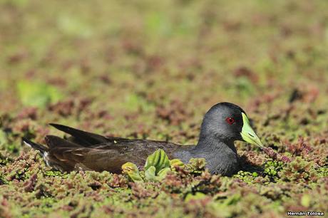 Pollona pintada alimentándose