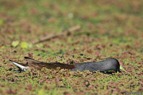 Pollona pintada alimentándose