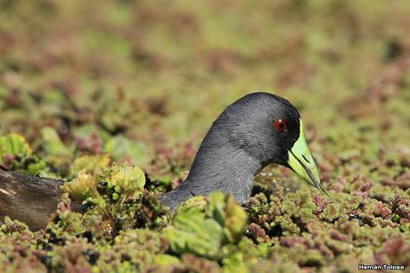 Pollona pintada alimentándose
