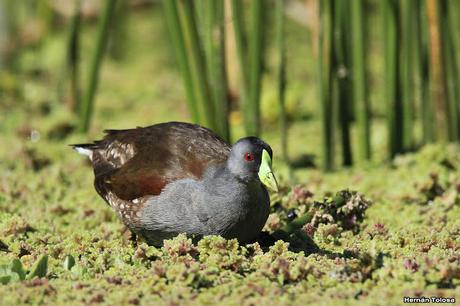 Pollona pintada alimentándose