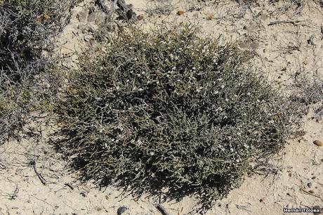 Falso tomillo (Frankenia patagonica)