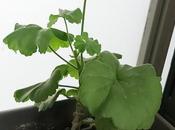 Geranios para decorar hogar