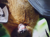 Científicos inspirados murciélagos víboras para restablecer sensibilidad luz.