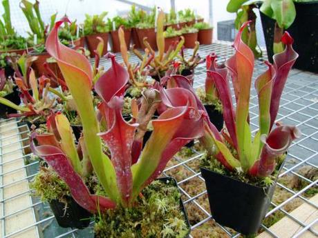 Plantas carnívoras, tipos y cuidados Heliamphora