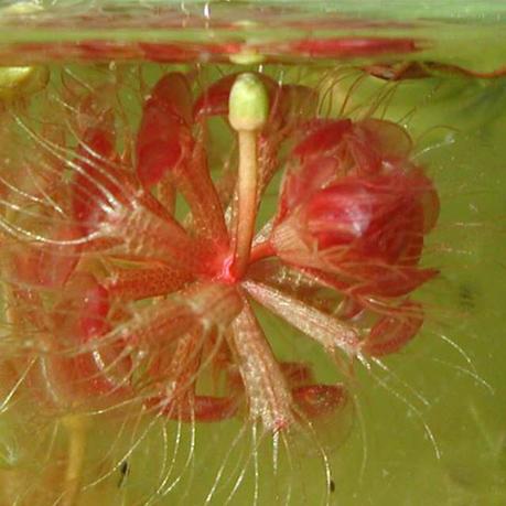 Plantas carnívoras, tipos y cuidados planta carnivora