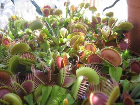 dionaea muscipula