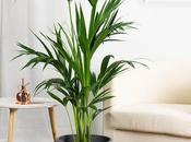 Ideas plantas para decorar hogar