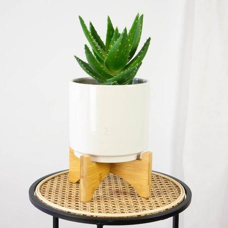 aloe selvaje planta de interior